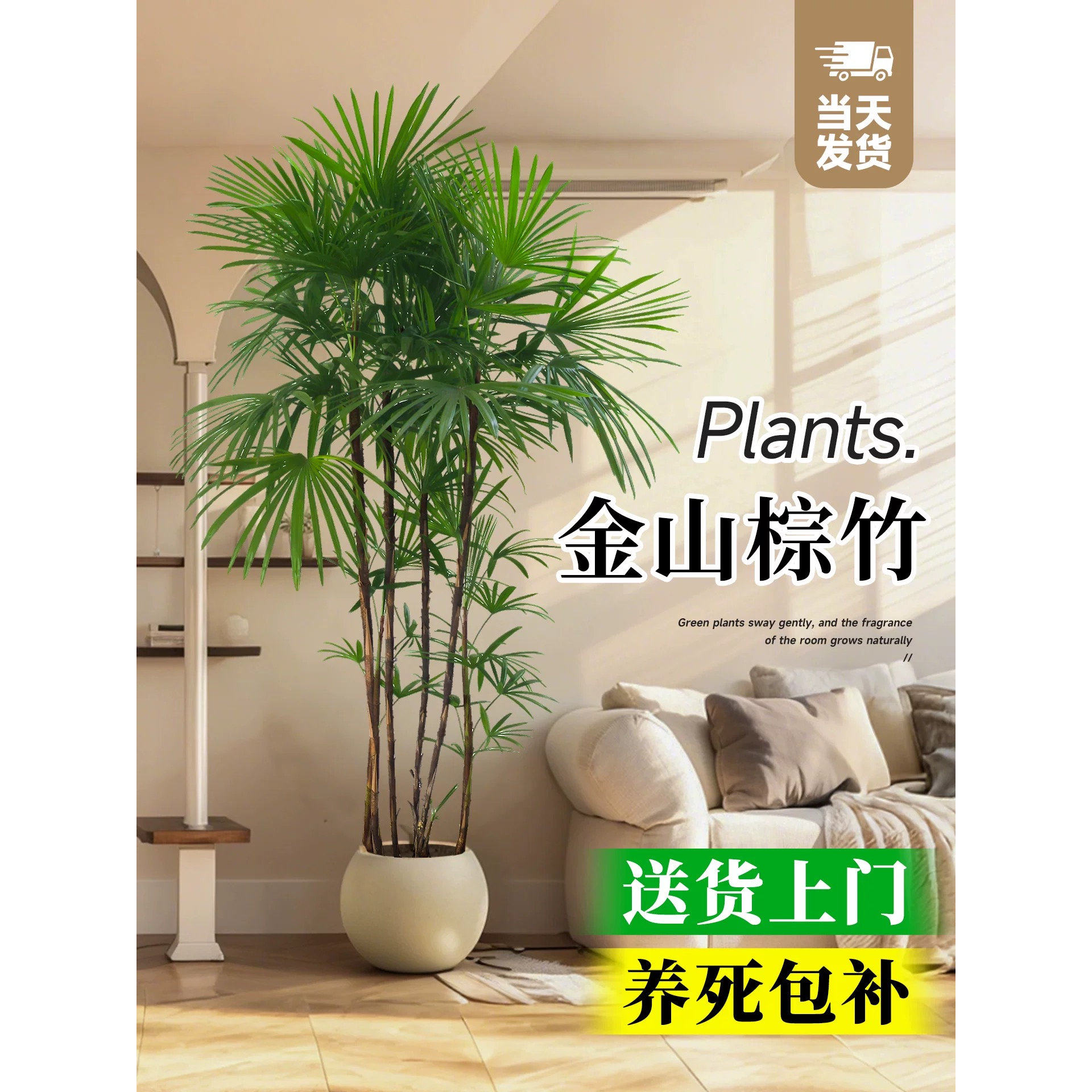 金山棕竹盆栽高级感大型绿植客厅室内外植物旺宅盆景四季好养耐寒
