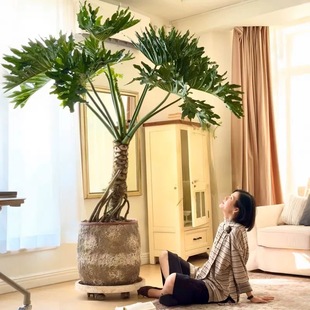 龙鳞春雨老桩大叶春雨客厅大型绿植室内盆栽四季好养净化植物
