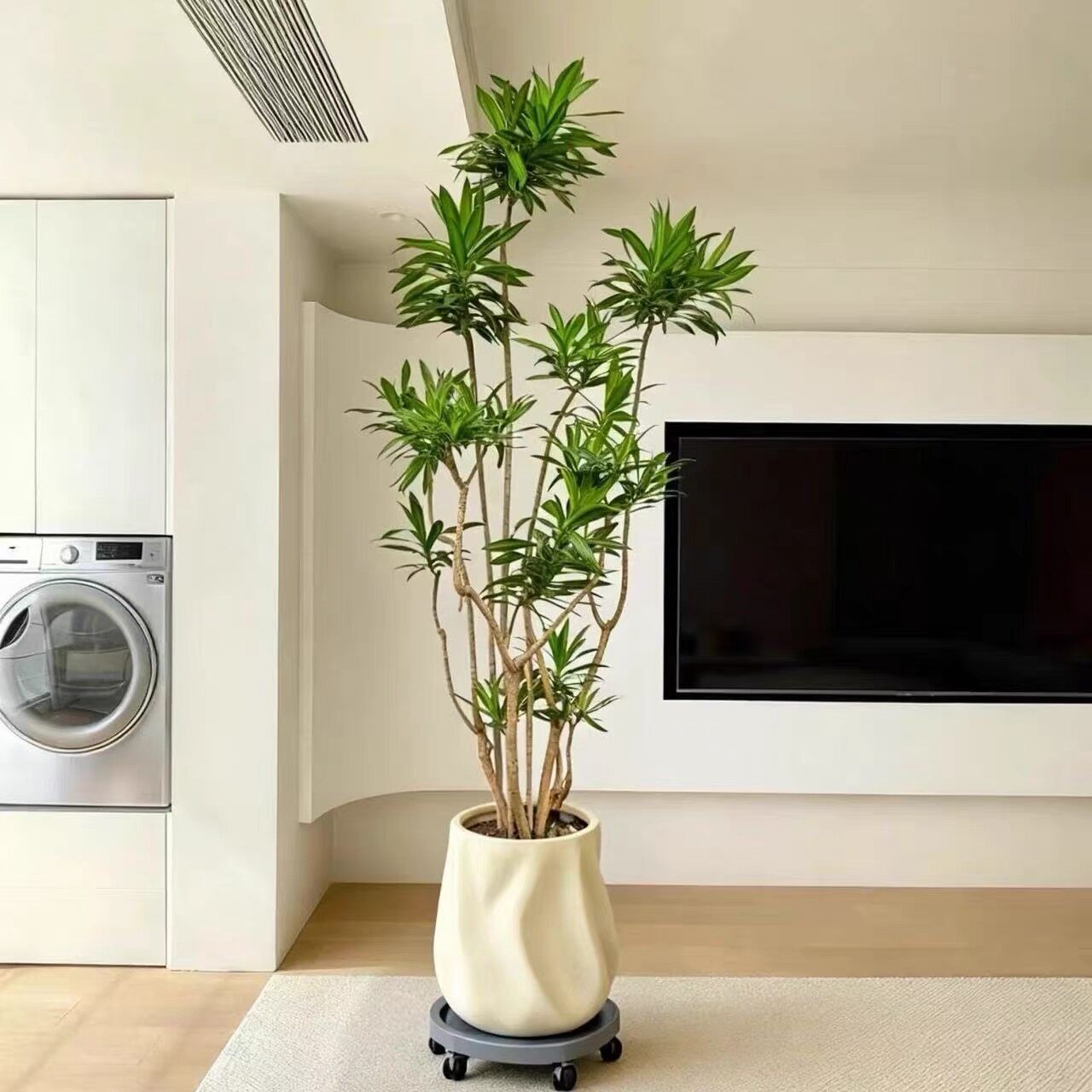百合竹大型盆栽客厅室内真植物四大型绿植/成品组合盆