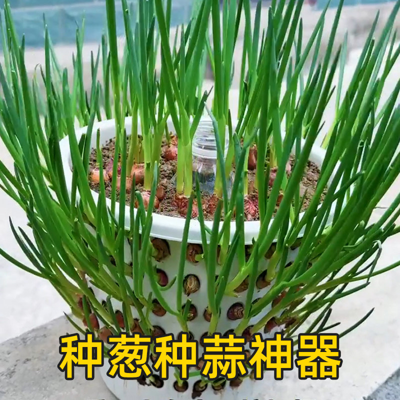 种葱神器大容量塑料镂空娄无盖家里阳台四季种蒜盆种一次吃不完哦
