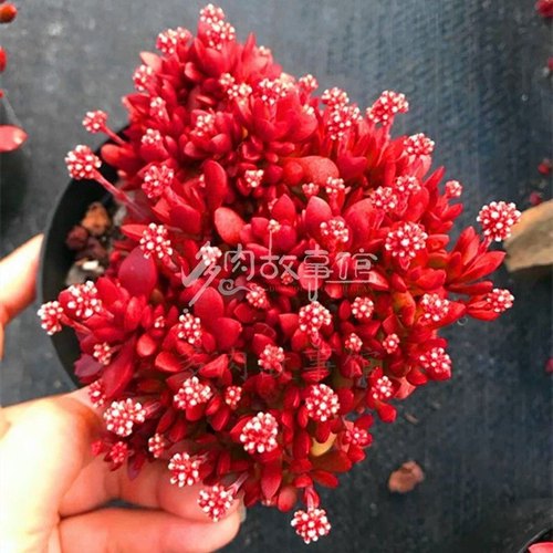 红稚儿多肉植物多头群生新手好养萌肉肉组合盆栽办公室绿植花卉