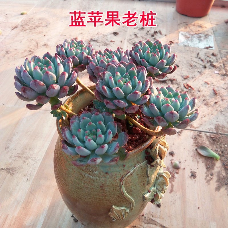 多肉植物多肉蓝苹果植物小老桩群生肉肉,鲜花速递/花卉仿真/绿植园艺,多肉植物,淘宝优惠券,粉丝福利购,淘宝优惠卷