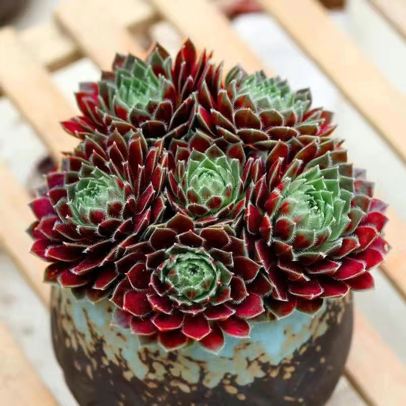 多肉植物紫牡丹盆栽室内办公室红色花卉肉肉阳台高档绿植