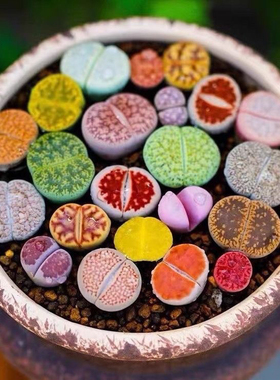 七彩生石花母本大颗花卉屁股花多肉多肉植物批发盆栽好养耐寒