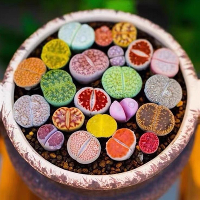 七彩生石花母本大颗花卉屁股花多肉多肉植物批发盆栽好养耐寒