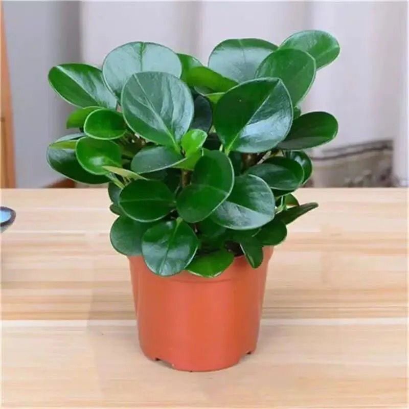青叶碧玉花豆瓣绿绿植盆栽花卉室内室内植物办公室小盆栽图片