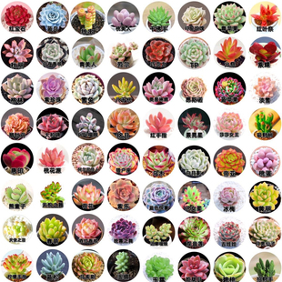 多肉植物盆栽室内阳台办公室桌面绿植花卉四季好养活