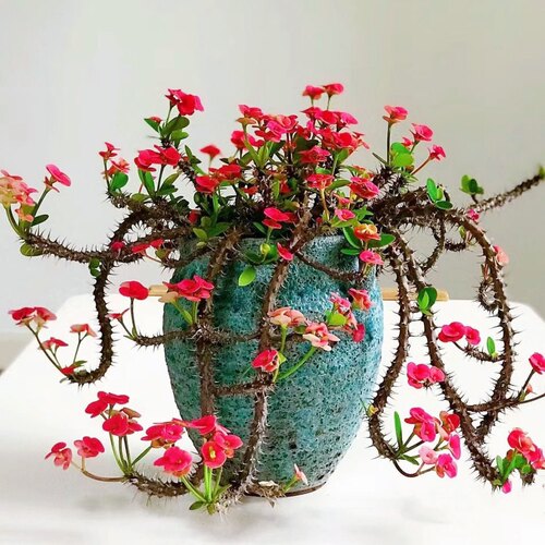 虎刺梅多肉盆栽老桩铁海棠开花室内办公室桌面花卉