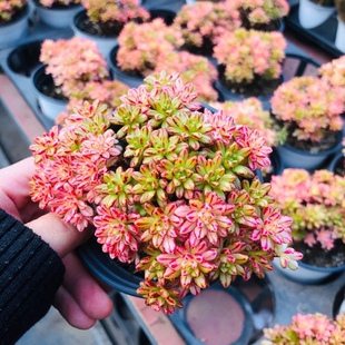 小人祭锦棒叶小人祭仙童唱多肉植物日本小松盆栽绿植花卉组合