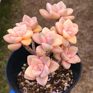 美杏锦新款群生多肉植物露养盆栽组合室内云南直发贵货稀有品种