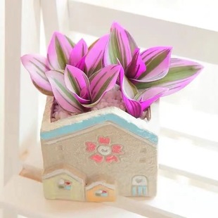 油画婚礼紫露吊兰多肉盆栽室内植物水培客厅阳台绿植创意花卉摆件