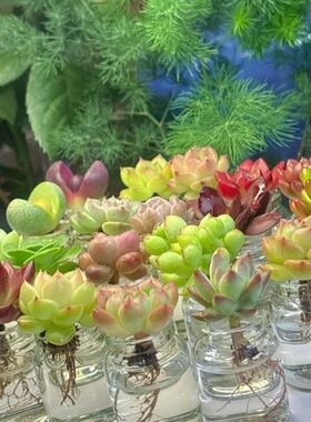超萌迷你水培多肉植物组合盆栽免泥土懒人花卉办公室高颜值