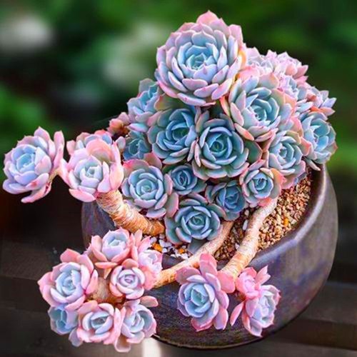 雪域蓝巴黎多肉肉植物盆栽花卉懒人好养 组合办公室内外肉肉老桩