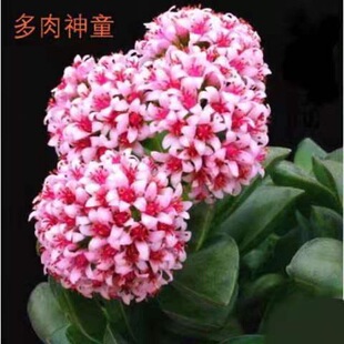 【限时销售】神童多肉植物 小夜衣 新娘捧花 开花肉肉办公室盆栽