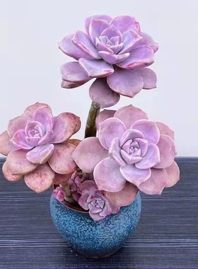 紫乐多肉老桩群生精选大颗阳台庭院盆栽紫色肉肉高档优质血斑紫乐