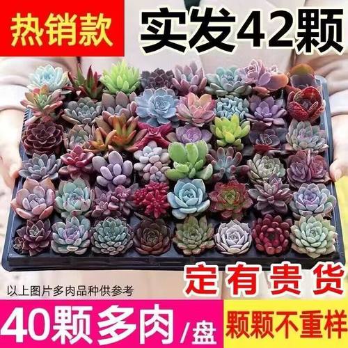 多肉植物精品多肉送盆送土花卉绿植组合盆栽新手套餐直发