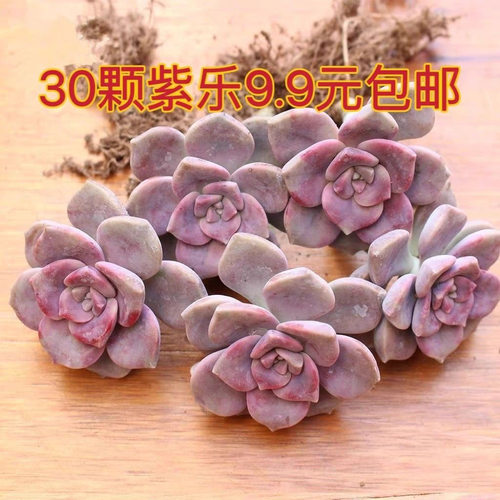 紫乐大老桩精品肉肉悬崖造型多肉植物超大棵室内花小盆栽花卉绿植