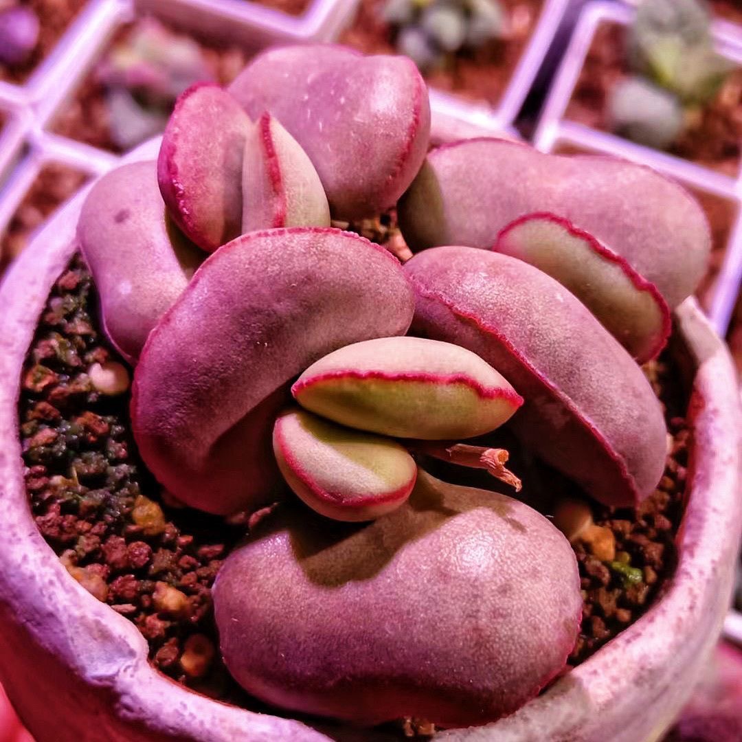 水泡多肉 红蛋海豹爱心梅花鹿水蜜桃马丁多肉植物肉肉水泡系列多