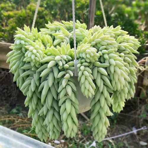 象牙玉缀【龙年】龙骨玉缀多肉植物室内花卉桌面新玉坠易爆盆花卉