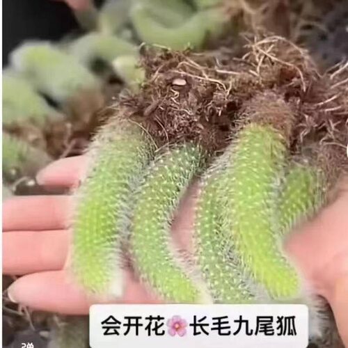 精品长毛带根九尾狐高颜值多肉植物仙人球软毛开花办公室内