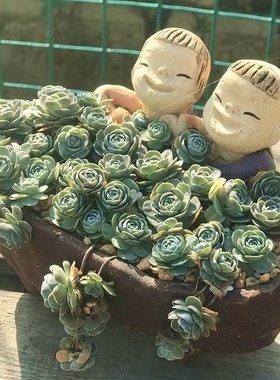 垂盆多肉组合子持莲华多肉植物子持年华肉肉植物 多肉盆栽粉蔓莲