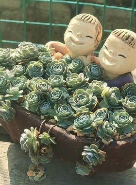 垂盆多肉组合子持莲华多肉植物子持年华肉肉植物 多肉盆栽粉蔓莲