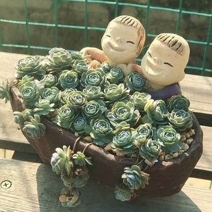 垂盆多肉组合子持莲华多肉植物子持年华肉肉植物 多肉盆栽粉蔓莲