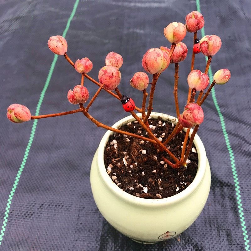 群生橄榄球玫瑰多肉植物组合盆栽酒杯老桩耶罗玫瑰套餐超萌肉肉,鲜花速递/花卉仿真/绿植园艺,多肉植物,淘宝优惠券,粉丝福利购,淘宝优惠卷