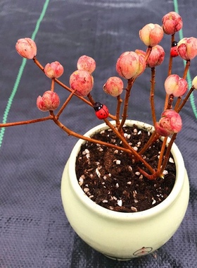 群生橄榄球玫瑰多肉植物组合盆栽酒杯老桩耶罗玫瑰套餐超萌肉肉