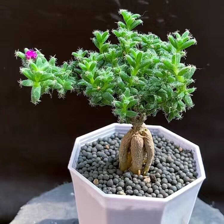 姬红小松 块根老桩开花多肉植物组合小盆栽陶瓷盆景室内装饰绿植