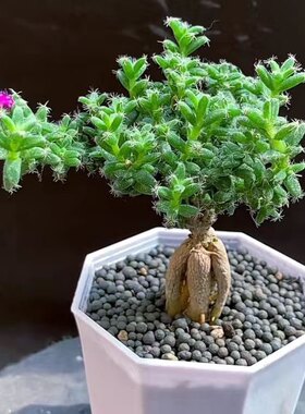 姬红小松 块根老桩开花多肉植物组合小盆栽陶瓷盆景室内装饰绿植