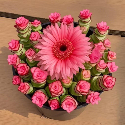 多肉植物组合套餐一整盆新手好养办公室内桌面绿植花卉盆栽