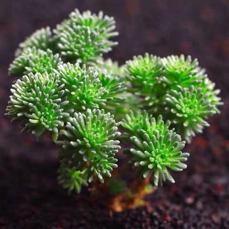 小松球松多肉植物盆栽室内阳台办公桌新手好养肉肉绿植花卉