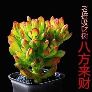 吸财树多肉植物钱串多肉植物子宝元宝多肉绿植盆栽招财进宝