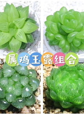 属鸡玉露植物组合十二卷玉露多肉植物盆栽姬玉露琥珀水晶