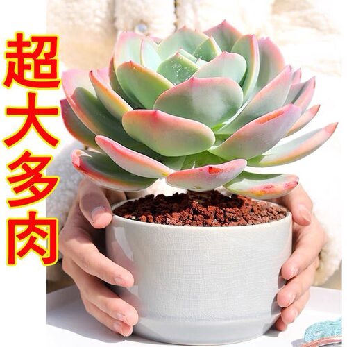 多肉植物稀有品种好养罕见老桩超大花卉肉肉盆栽
