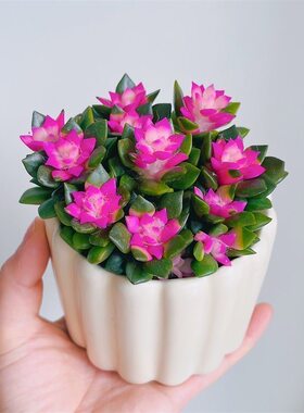 人间富贵花吹雪之松锦绿植花卉招财卡日松办公室桌面盆栽带盆栽好