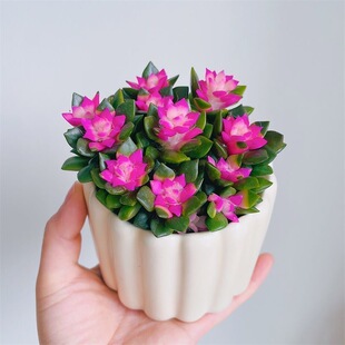 人间富贵花吹雪之松锦绿植花卉招财卡日松办公室桌面盆栽带盆栽好