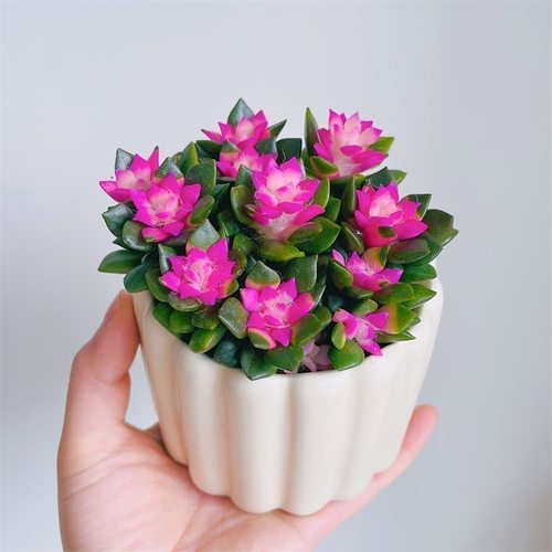 人间富贵花吹雪之松锦绿植花卉招财卡日松办公室桌面盆栽带盆栽好