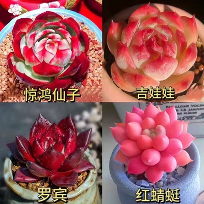 稀有贵货【惊鸿仙子】荷花橙梦露红粉色多肉植物盆栽阳台趣味好养