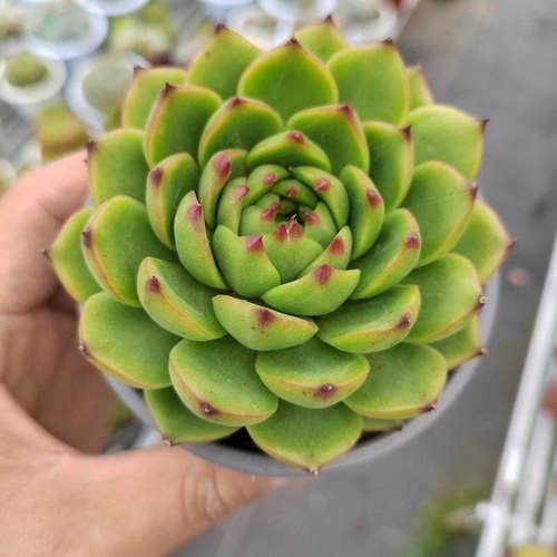 月亮石多肉植物单头多头办公室内 好养绿植花卉盆栽新手