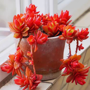 【招财火祭】多头群生多肉植物办公室盆栽花卉室内好养绿植阳台