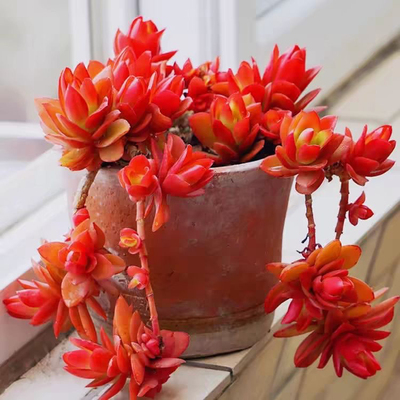 【招财火祭】多头群生多肉植物办公室盆栽花卉室内好养绿植阳台