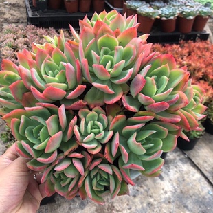 多肉植物新款绮罗新手组合套餐绿植办公室