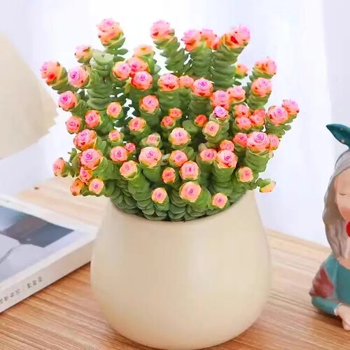 新品彩色钱串锦大株粉色多肉植物稀有品种盆栽室内绿植花卉