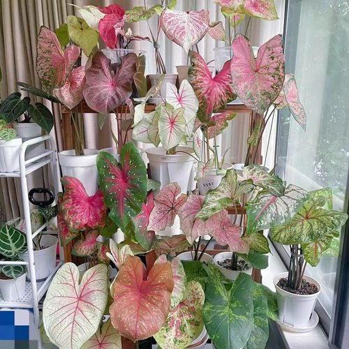 彩叶芋网红叶粉色观叶植物草莓飞溅绿植室内好花卉盆栽