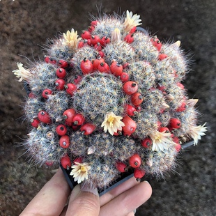 多头松霞易群开群生 乳突属 多肉植物实生仙人球桌面小盆栽