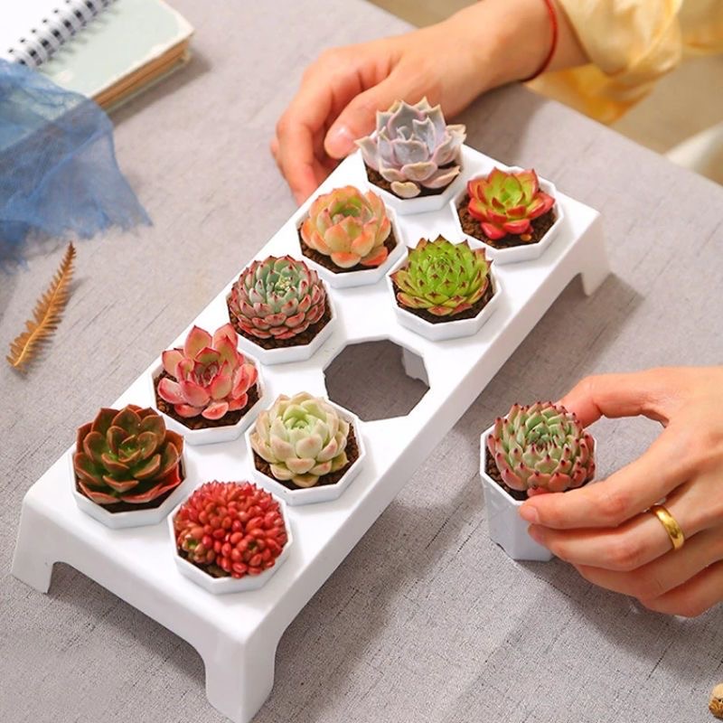 可爱多肉植物混搭豪华套餐组合玉露桃蛋红宝石爆盆超萌桌面绿植花