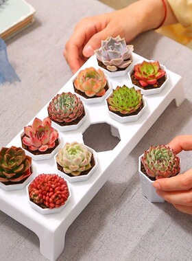 可爱多肉植物混搭豪华套餐组合玉露桃蛋红宝石爆盆超萌桌面绿植花