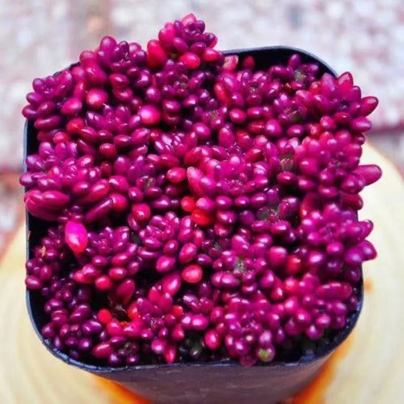 紫米粒多肉植物批发桌面绿植花卉盆栽组合四季易活新手好养肉肉花